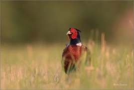 <p>BAŽANT OBECNÝ (Phasianus colchicus) - jižní Morava ---- /Common peansant - Fasan/</p>
